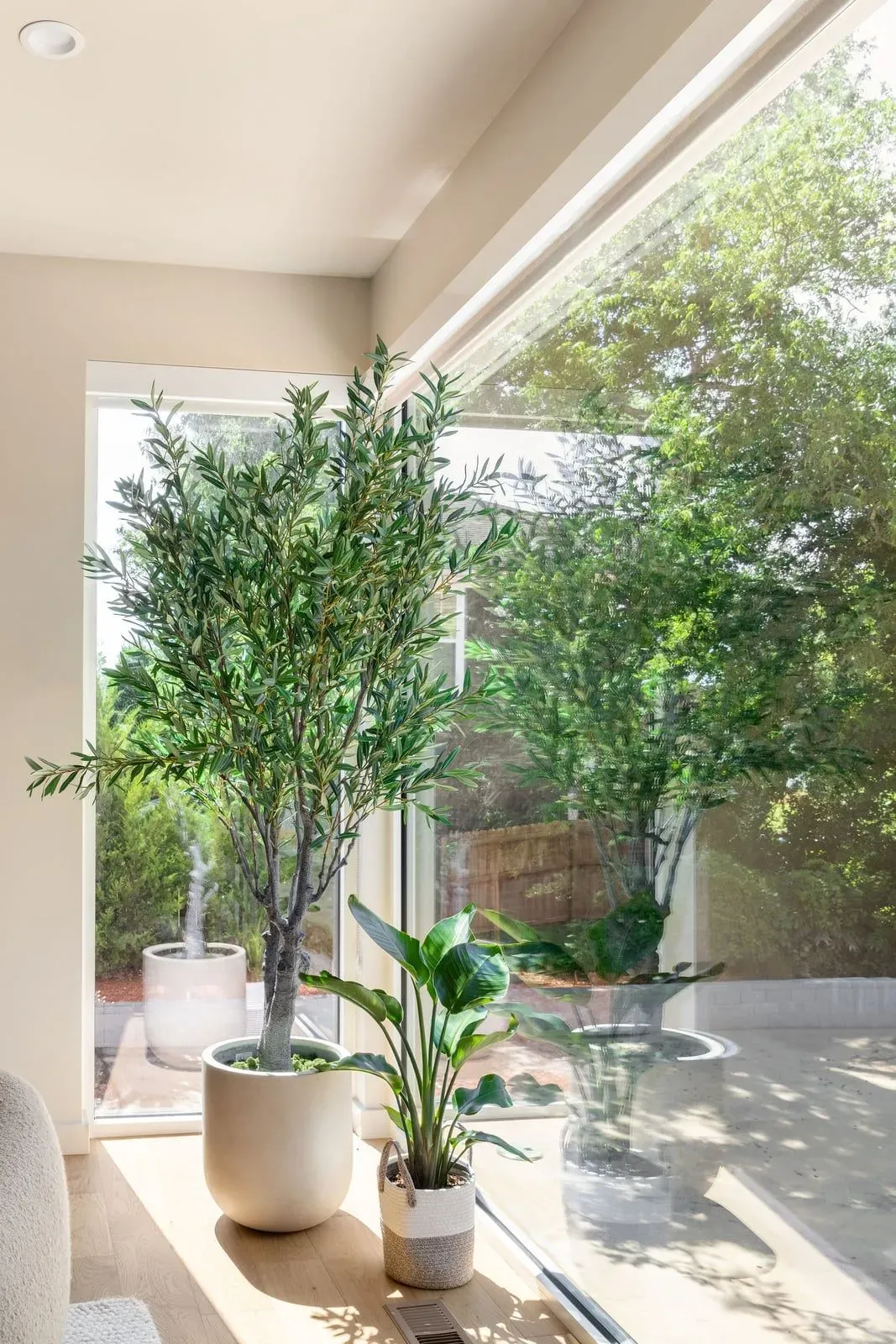 Sunlit corner with an olive tree, a bird of paradise, and floor-to-ceiling windows